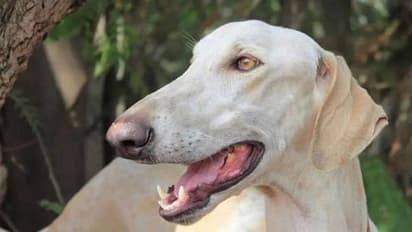 PM नरेंद्र मोदी की सुरक्षा करेगा कर्नाटक का यह देसी डॉग, जानें किन मामलों में है खास