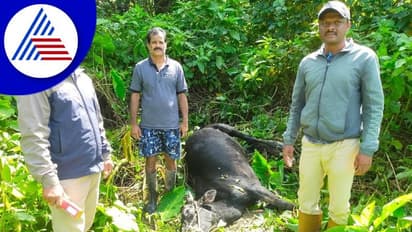 ಹುಲಿ ದಾಳಿಗೆ ಹಸು ಬಲಿ: ಗಿರಿ ಪ್ರದೇಶದ ಜನರು, ಪ್ರವಾಸಿಗರಲ್ಲೂ ಹೆಚ್ಚಿದ ಆತಂಕ