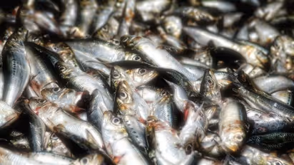 നെയ് മത്തി കേരള തീരത്തേക്ക് തിരിച്ചെത്തുന്നു, പക്ഷേ...!