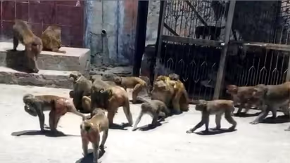 आगरा में 250 से ज्यादा बंदरों ने मचाया आंतक, दहशत के कारण घंटो घरों में कैद रहे लोग