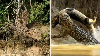 Watch: Jaguar pounces on crocodile in water; What happened next will shock you