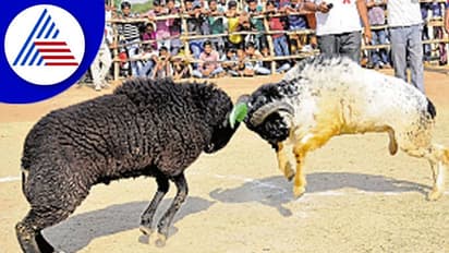 Vijayapura: ಮೈನವಿರೇಳಿಸಿದ ಟಗರಿನ ಕಾಳಗ: ವೀಕ್ಷಣೆಗೆ ಅಪಾರ ಜನಸ್ತೋಮ