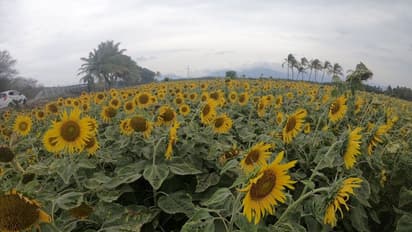 സൂര്യകാന്തി; 'പാടം പൂത്തത് പോലെ' സുന്ദരപാണ്ഡ്യപുരം 