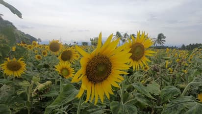സൂര്യകാന്തി പാടം പൂത്തതിന് പിന്നാലെ നഗ്ന ഫോട്ടോ ഷൂട്ട്; പുലിവാല് പിടിച്ച് ഫാം ഉടമ !