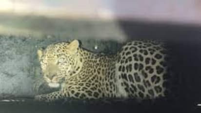 4 வயது சிறுமியை அடித்துக்கொன்ற சிறுத்தை.. ஸ்கெட்ச் போட்டு களமிறக்கிய வனத்துறை.. சிறுத்தை சிக்கிய பின்னணி