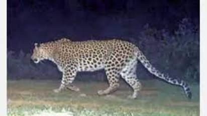 ಬೆಂಗ್ಳೂರಲ್ಲಿ ಇನ್ನೂ ಸಿಗದ ಚಿರತೆಗಳು: ಗಾರ್ಡನ್ ಸಿಟಿಯಲ್ಲಿ ಹೆಚ್ಚಿದ ಆತಂಕ