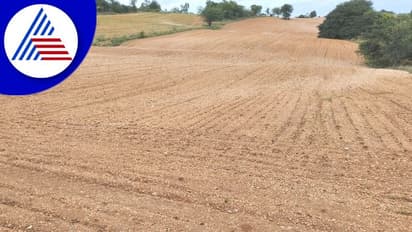 Chitradurga: ಅಧಿಕ ಮಳೆ ಬಿದ್ದರೂ ನಾಯಕನಹಟ್ಟಿಯಲ್ಲಿ ಕುಸಿದ ಶೇಂಗಾ ಬಿತ್ತನೆ!