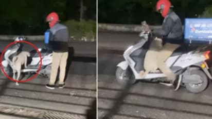 യുവാവിന്‍റെ പിസ ഡെലിവറിക്കൊപ്പം ചേർന്ന് നായ; വൈറലായി വീഡിയോ 