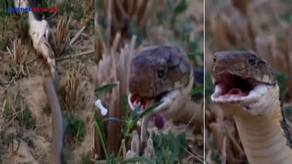 कोबरा को बिल से खींचकर लाया सांप और जिंदा निगल गया... फिर जो हुआ, हिला देगा ये Shocking Video