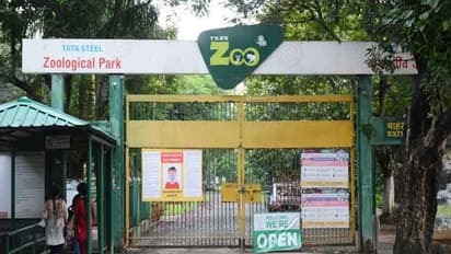 जमशेदपुर बारिश का कहर: टाटा जू में घुसा बाढ़ का पानी, पेड़ पर नहीं चढ़ पाने के कारण डूब गया नर तेंदुआ