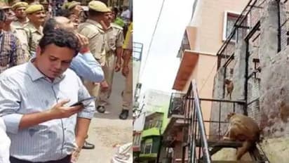 ജില്ലാ മജിസ്ട്രേറ്റിന്റെ കണ്ണടയും തട്ടിപ്പറിച്ച് കടന്ന് കുരങ്ങൻ, കുഴങ്ങി പൊലീസും അധികൃതരും നാട്ടുകാരും