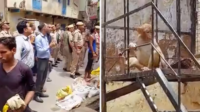 Watch: Monkeys in Vrindavan steal Mathura District Magistrate's glasses