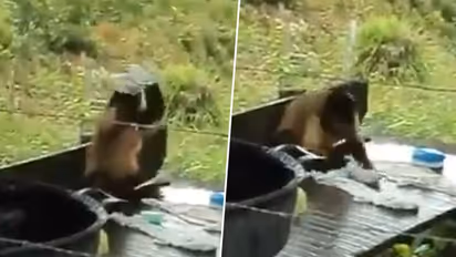 Monkey washes garments like professional dhobi; viral video stunned netizens