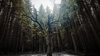 Vastu Tips: दुर्भाग्य बढ़ाती हैं ऐसी लकड़ी से बनी देव प्रतिमाएं, भूलकर भी घर में न रखें