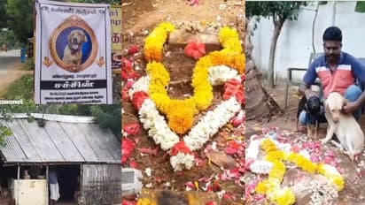അപ്രതീക്ഷിത അപകടം തീർത്ത ശൂന്യത, സച്ചിൻ മടങ്ങി, ആചാര പ്രകാരം ചടങ്ങുകൾ നടത്തി വളർത്തുനായക്ക് അന്ത്യവിശ്രമം