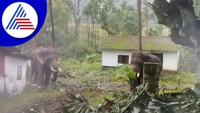 Chikkamagaluru: ಕಾಡಾನೆ ದಾಳಿಯಿಂದ ಬೆಳೆ ನಾಶ: ಕಂಗಾಲಾದ ಕೃಷಿಕರು