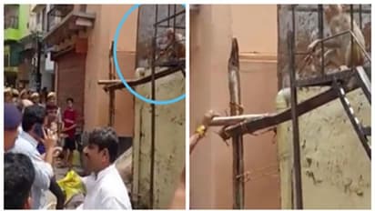 ডিসট্রিক্ট ম্যাজিসট্রেটের চশমা নিয়ে চম্পট দিল বাঁদর, ভিডিও ঘিরে হুলস্থুল নেটপাড়ায়