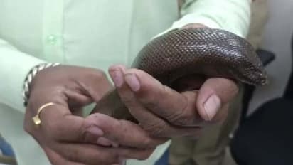 ये है डबल इंजन सांप, कीमत 2 लाख से 2 करोड़ तक, धन वर्षा और सेक्स पॉवर के चक्कर में बढ़ रही स्मगलिंग