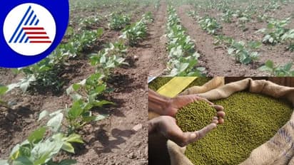 ಅತಿವೃಷ್ಟಿಗೆ ಶೇ. 90ರಷ್ಟುಹೆಸರುಕಾಳು ಹಾಳು