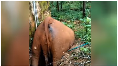 സെപ്റ്റിക് ടാങ്കിൽ വീണ് കാട്ടുകൊമ്പന് ചെരിഞ്ഞു; സംഭവം തൃശ്ശൂരില്