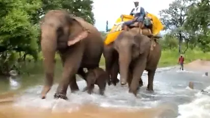 Baby elephant braving nature for the first time with complete protection; Adorable video goes viral