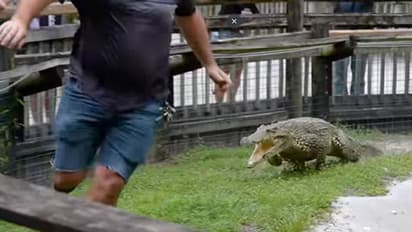 കൂട്ടിനുള്ളിലെ മനുഷ്യന് പിന്നാലെ പായുന്ന മുതല, ഭയം നിറയ്ക്കുന്ന വീഡിയോ