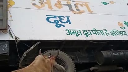 আমুল দুধের ট্রাকে গরু? অনুব্রতর অনুপস্থিতিতে 'অভিনব কায়দায়' গরু পাচারের অভিযোগ বিজেপির