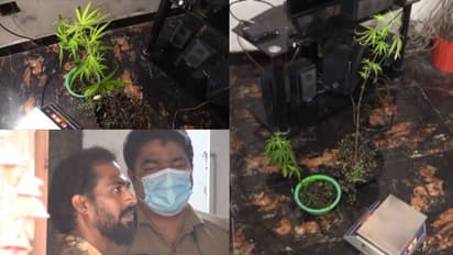 വീട്ടിലെ സ്വീകരണ മുറിയിൽ കഞ്ചാവ് ചെടി വളർത്തിയ യുവാവ് അറസ്റ്റിൽ; നൽകിയത് പ്രത്യേക പരിചരണം