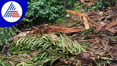 Chikkamagaluru; ಕಾಡಾನೆಯಿಂದ ಶಾಶ್ವತ ಪರಿಹಾರಕ್ಕಾಗಿ ಕಾಫಿ ಬೆಳೆಗಾರನಿಂದ ಪ್ರತಿಭಟನೆ