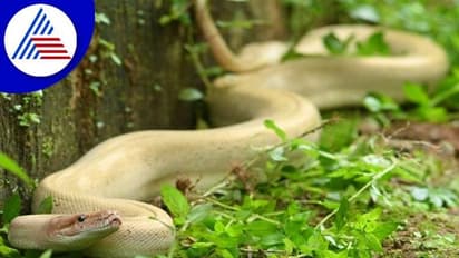 ಉತ್ತರಕನ್ನಡ: ಕುಮಟಾದಲ್ಲಿ ಅಪರೂಪದ ಬಿಳಿ ಹೆಬ್ಬಾವು ಪತ್ತೆ