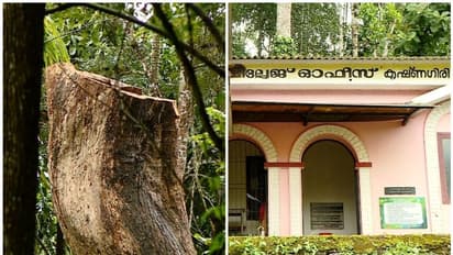 വയനാട്ടിൽ വീണ്ടും അനധികൃത മരംമുറി; വില്ലേജ് ഓഫീസറുടെ ഒത്താശയോടെ മുറിച്ചത് കോടികൾ വിലമതിക്കുന്ന സംരക്ഷിത മരങ്ങൾ