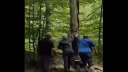 3 इंसानों ने पेड़ काटा, मगर जमीन पर गिरने से पहले इसी पेड़ ने अनोखे अंदाज में उन्हें सिखाया सबक, देखिए वीडियो