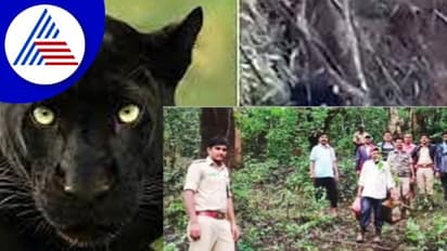 ಶಿರಸಿ ನಾಡಗುಳಿಯಲ್ಲಿ ಓಡಾಡುವ ಕಪ್ಪುಚಿರತೆ; ತಲೆಕೆಡಿಸಿಕೊಳ್ಳದ ಜನ!