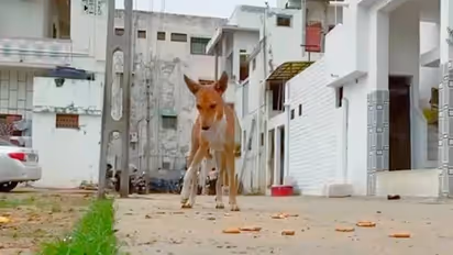 അഞ്ചു കോടിയും സുഖജീവിതവും, ഗുജറാത്തിലെ തെരുവ് നായകളുടെ രാജകീയയോഗം ഇങ്ങനെ