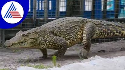 ಚಿರತೆಯಂತೆ ನೆಗೆಯುತ್ತ ವ್ಯಕ್ತಿಯ ಓಡಿಸಿದ ಮೊಸಳೆ: ಭಯಾನಕ ವಿಡಿಯೋ ಫುಲ್ ವೈರಲ್‌