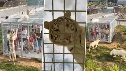 Unique zoo which locks humans in cages instead of animals; crazy video goes viral