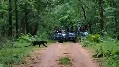 Viral Video: ಮಧ್ಯ ಪ್ರದೇಶದಲ್ಲಿ ಕಾಣಿಸಿಕೊಂಡ ಅಪರೂಪದ ಕರಿ ಚಿರತೆ