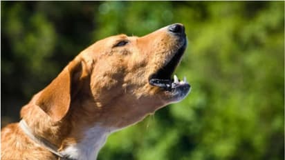 Rabies Death: സംസ്ഥാനത്ത് ഡെങ്കിപ്പനിയേക്കാൾ ജീവനപഹരിച്ച് പേവിഷ ബാധ; ഈ മാസം മാത്രം 5 മരണം