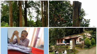 അനധികൃതമായി മുറിച്ച ഈട്ടി മരങ്ങൾ കസ്റ്റഡിയിലെടുത്ത് റവന്യൂ വകുപ്പ് ,വിജിലൻസ് അന്വേഷണം വേണമെന്നാവശ്യം