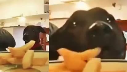 Viral Video: യുവതിയുടെ ഫ്രഞ്ച് ഫ്രൈസ് കട്ടെടുക്കുന്ന നായ; രസകരമായ വീഡിയോ