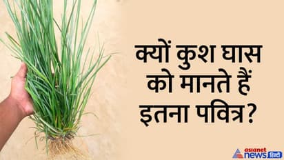 Kushgrahani Amavasya 2022: भाद्रपद अमावस्या पर तोड़ी जाती है ये पवित्र घास, शुभ कामों में होता है इसका उपयोग 