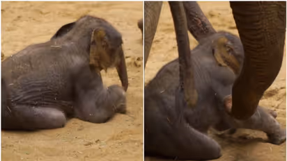 ജനിച്ച് മണിക്കൂറുകള് മാത്രം; കുട്ടിയാന ആദ്യ ചുവട് വെയ്ക്കുന്ന വീഡിയോ തരംഗമാകുന്നു