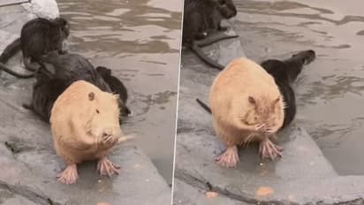 Adorable video of Hamster bathing like human has delighted netizens