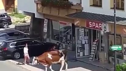 Viral Video : സൂപ്പര്‍മാര്‍ക്കറ്റില്‍ നിന്നിറങ്ങിവരുന്ന പശു; രസകരമായ വീഡിയോ