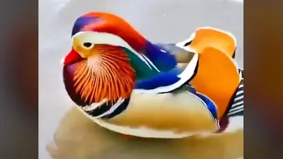 Watch: Mandarin duck’s swim time will blow your mind!