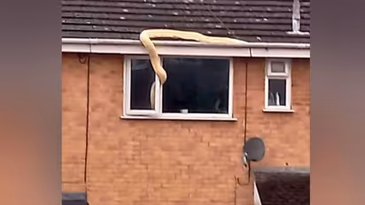 വീടിനകത്തേക്ക് കടക്കാനൊരുങ്ങി അയൽക്കാർ വളർത്തുന്ന കൂറ്റൻ ബർമീസ് പെരുമ്പാമ്പ്, പേടിച്ചരണ്ട് ജനങ്ങൾ, ഒടുവിൽ