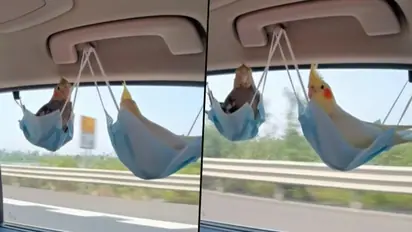 Parrots sitting in unusual seats made of face masks; viral video delighted netizens
