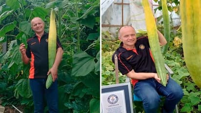 किसान के खेत में उगा अनोखा खीरा और बन गया रिकॉर्ड, जानिए कहां का है मामला