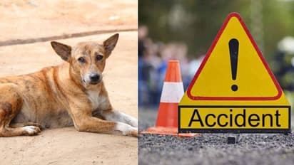 നായയെ രക്ഷിക്കാൻ ശ്രമിക്കുന്നതിനിടെ വാൻ ഇടിച്ച് 24കാരന് ദാരുണാന്ത്യം