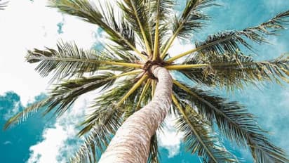 ഭാര്യയെ സഹിക്കാൻവയ്യ, ഭർത്താവിന്റെ താമസം 80 അടി ഉയരമുള്ള പനയിൽ